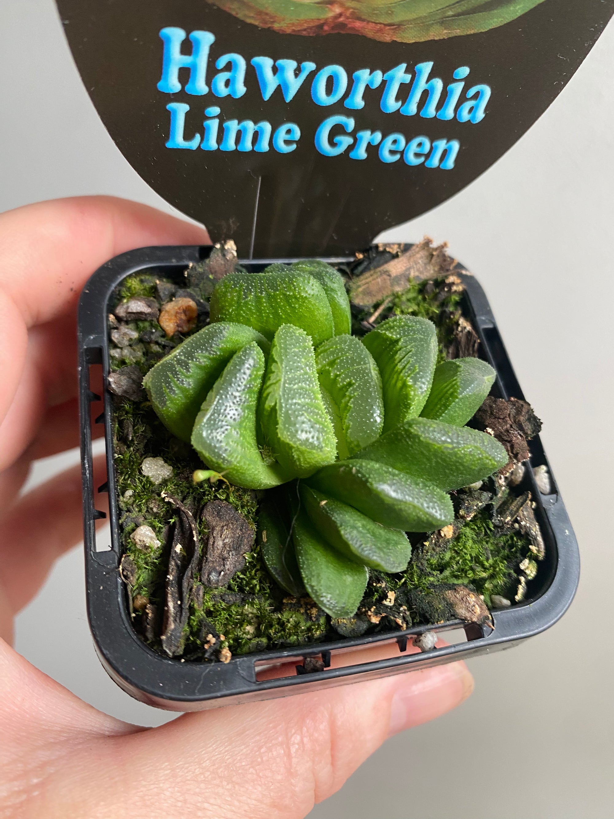 Haworthia truncata cv 'Lime Green'