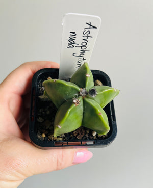 Astrophytum nuda 'The Green Bishop's Cap'