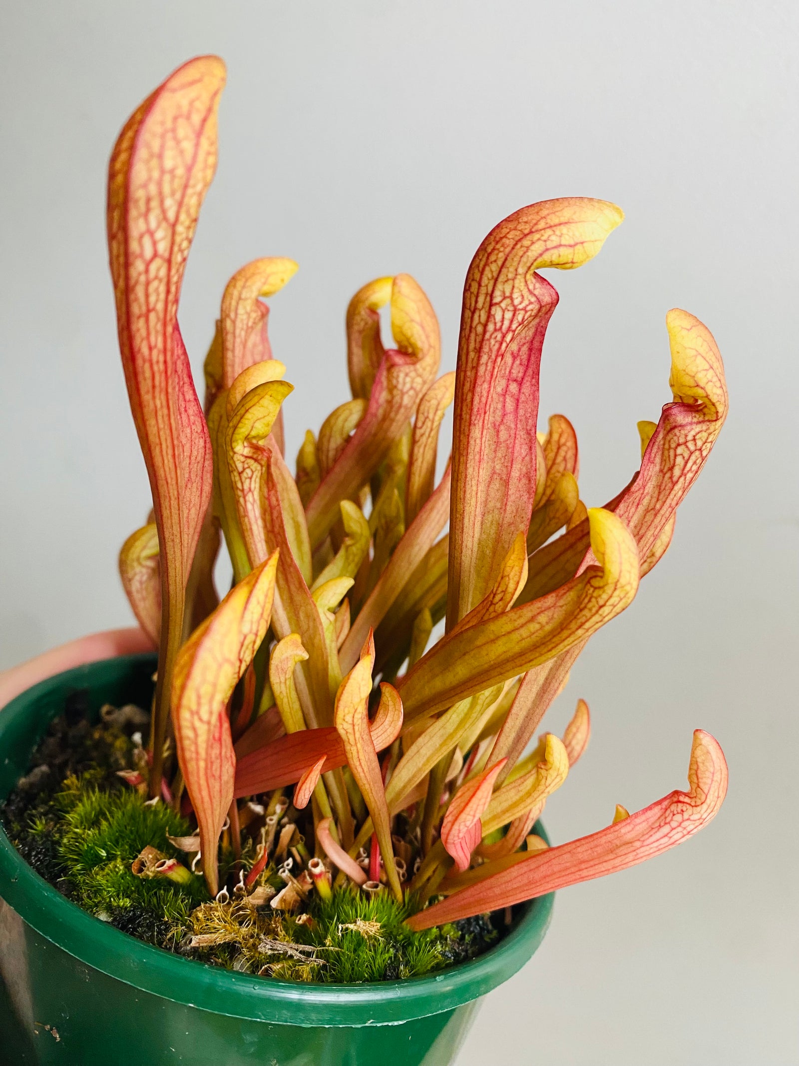 Sarracenia hybrid - Trumpet Pitcher Plant ‘Ruby Lips’