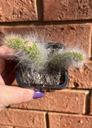 Cleistocactus (Hildewintera) coldemononis - Monkey Tail Cactus