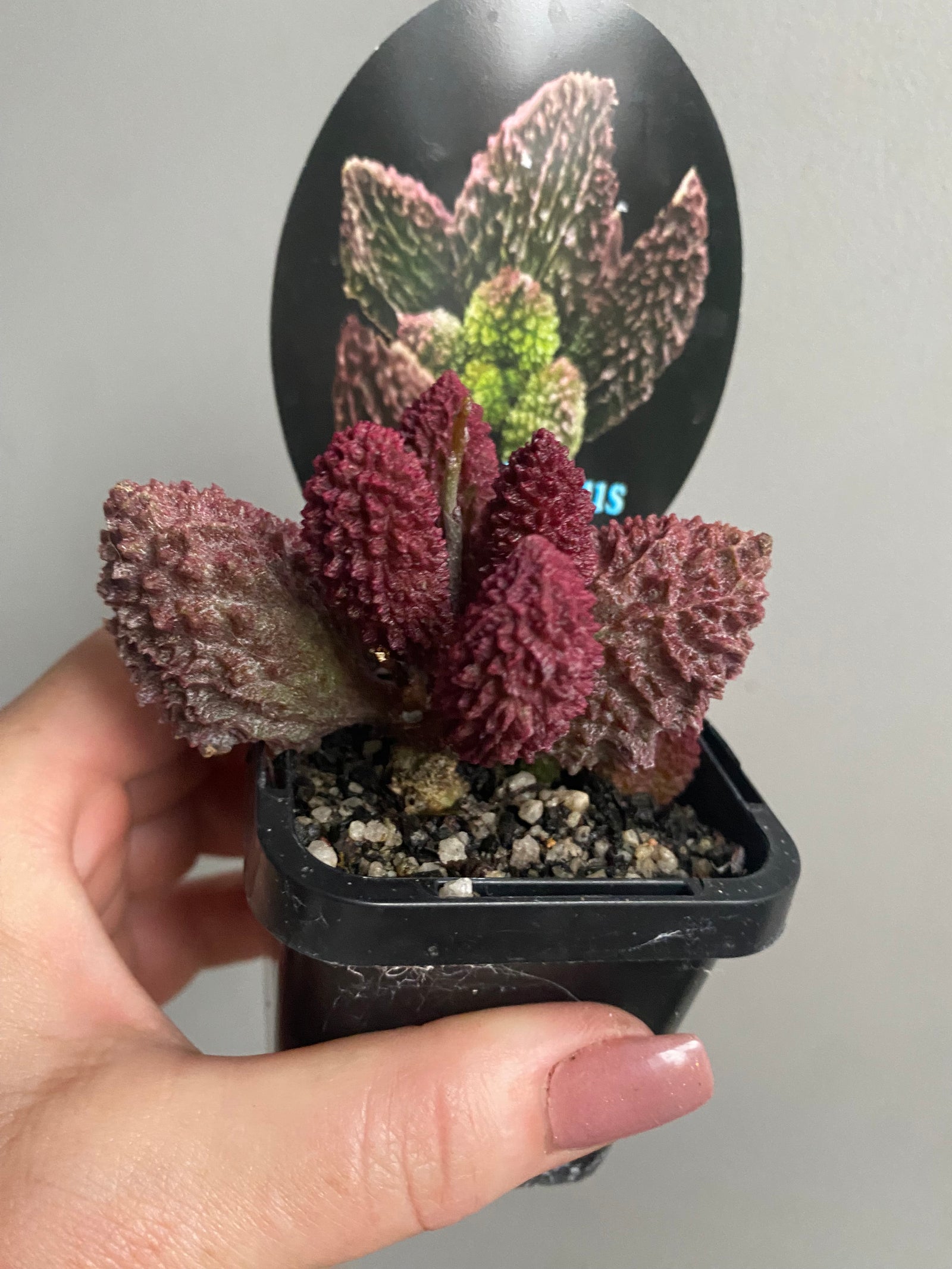 Adromischus marianae f. herrei