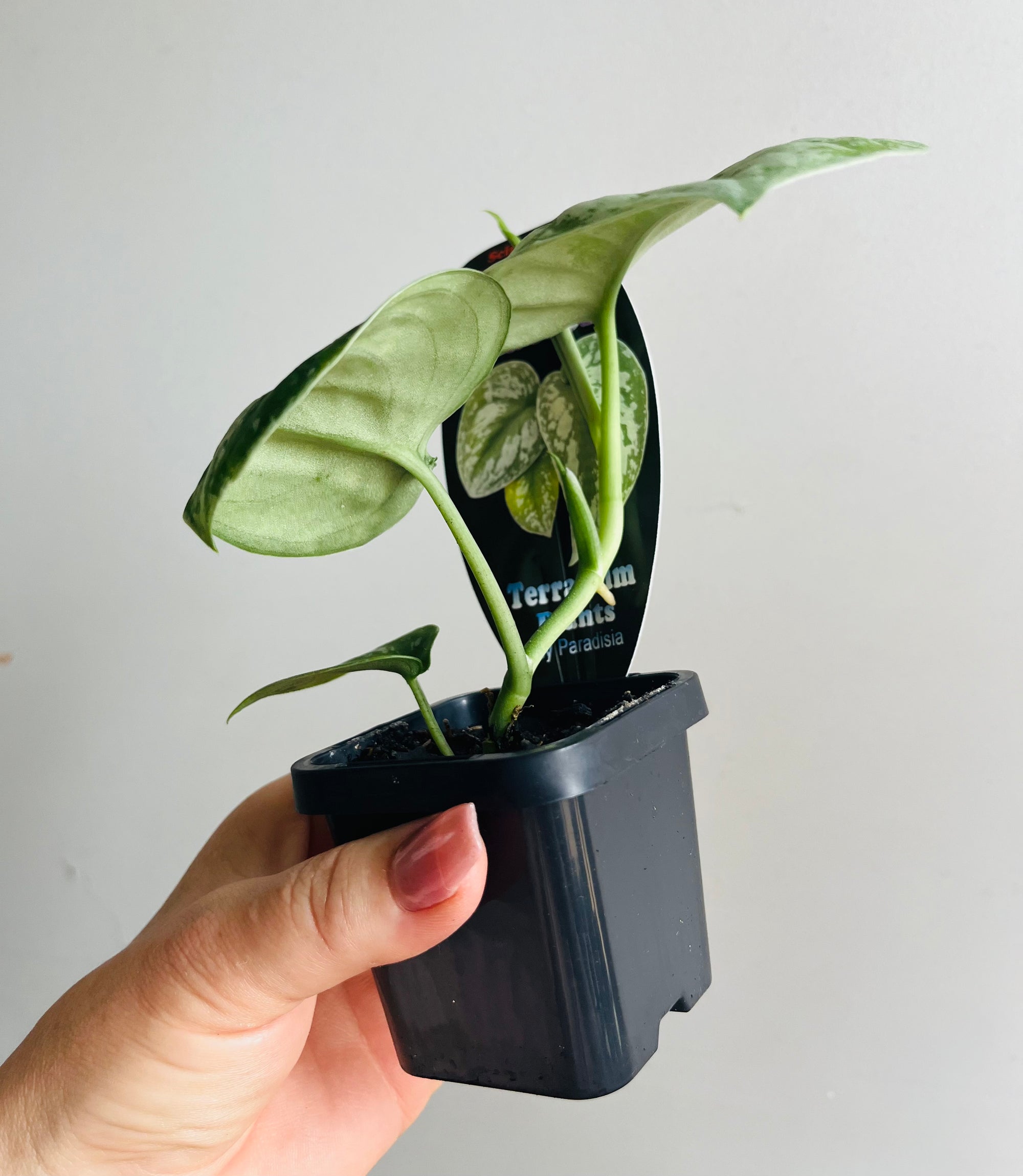 Scindapsus pictus ‘Exotica’ - Satin Pothos