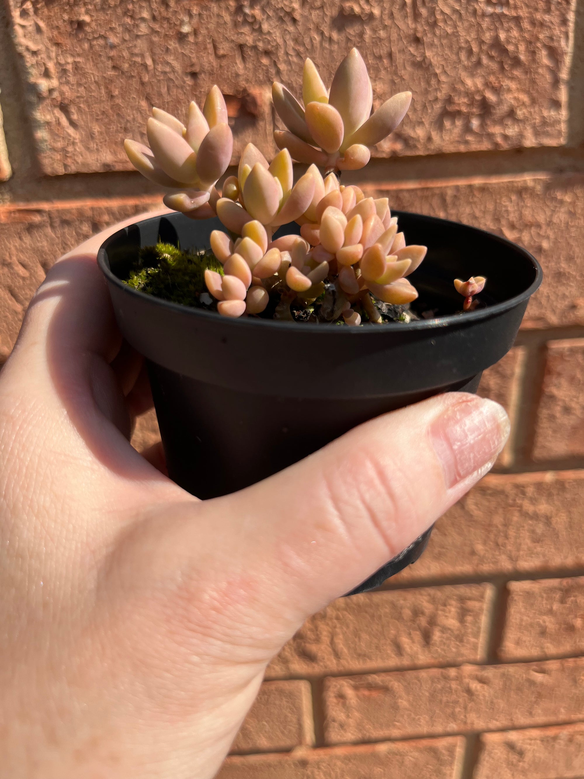 Sedum sedeveria - Pats Pink