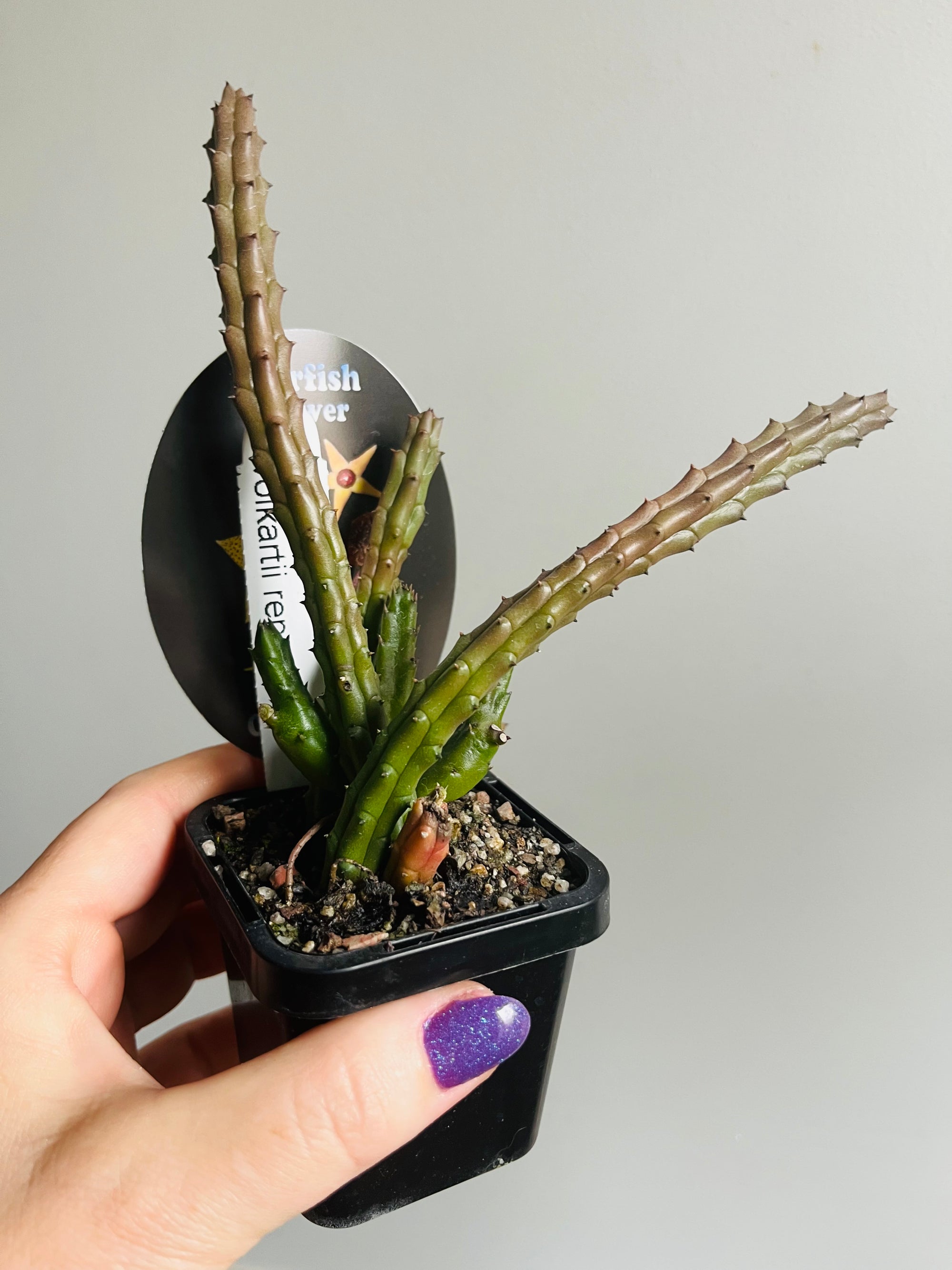 Huernia volkartii repens - Starfish Flower Collection