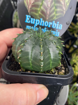 Euphorbia meloformis