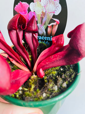 Sarracenia x courtii