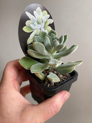 Echeveria pulvinata 'Frosty'