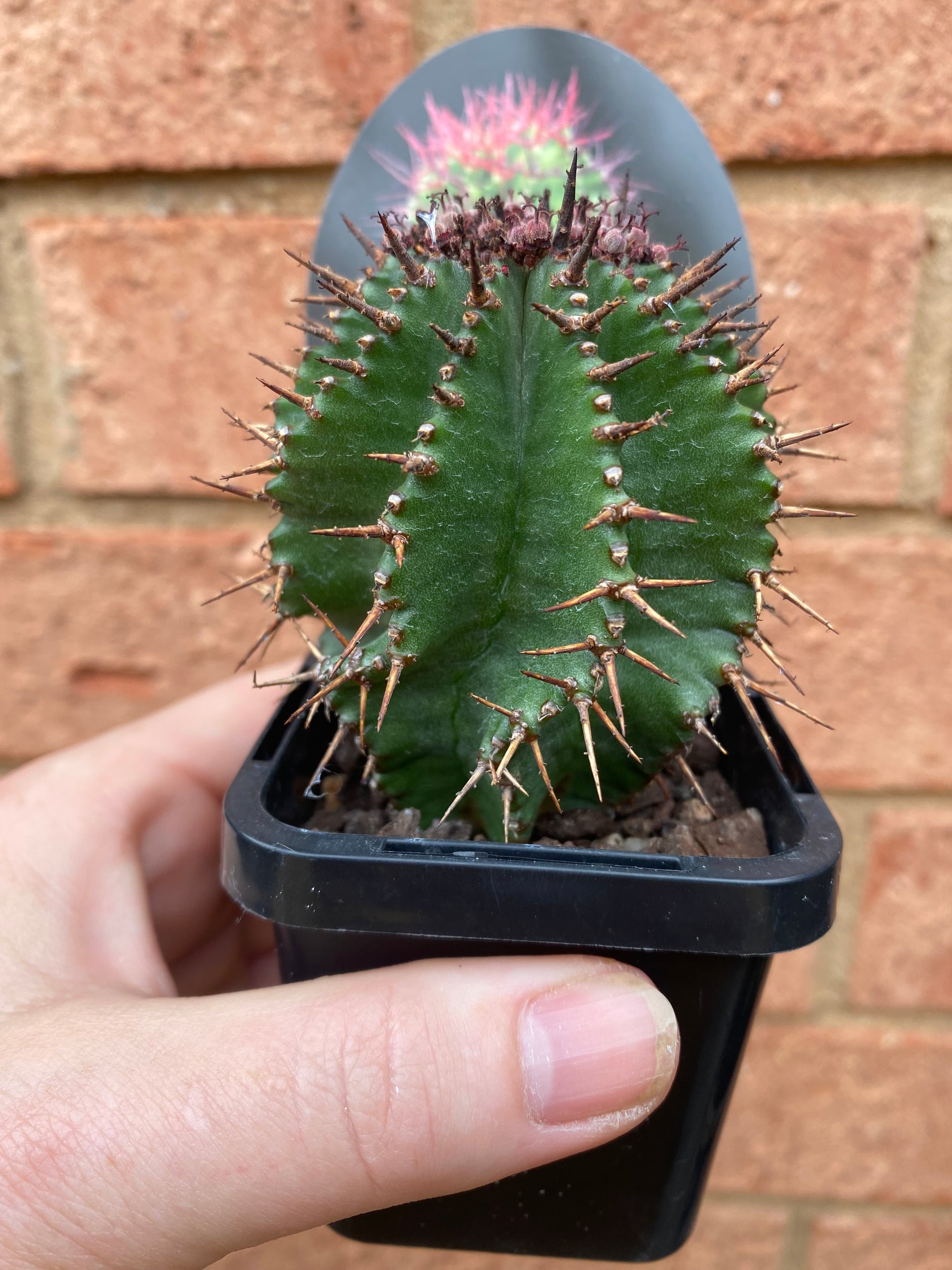 Euphorbia polygona