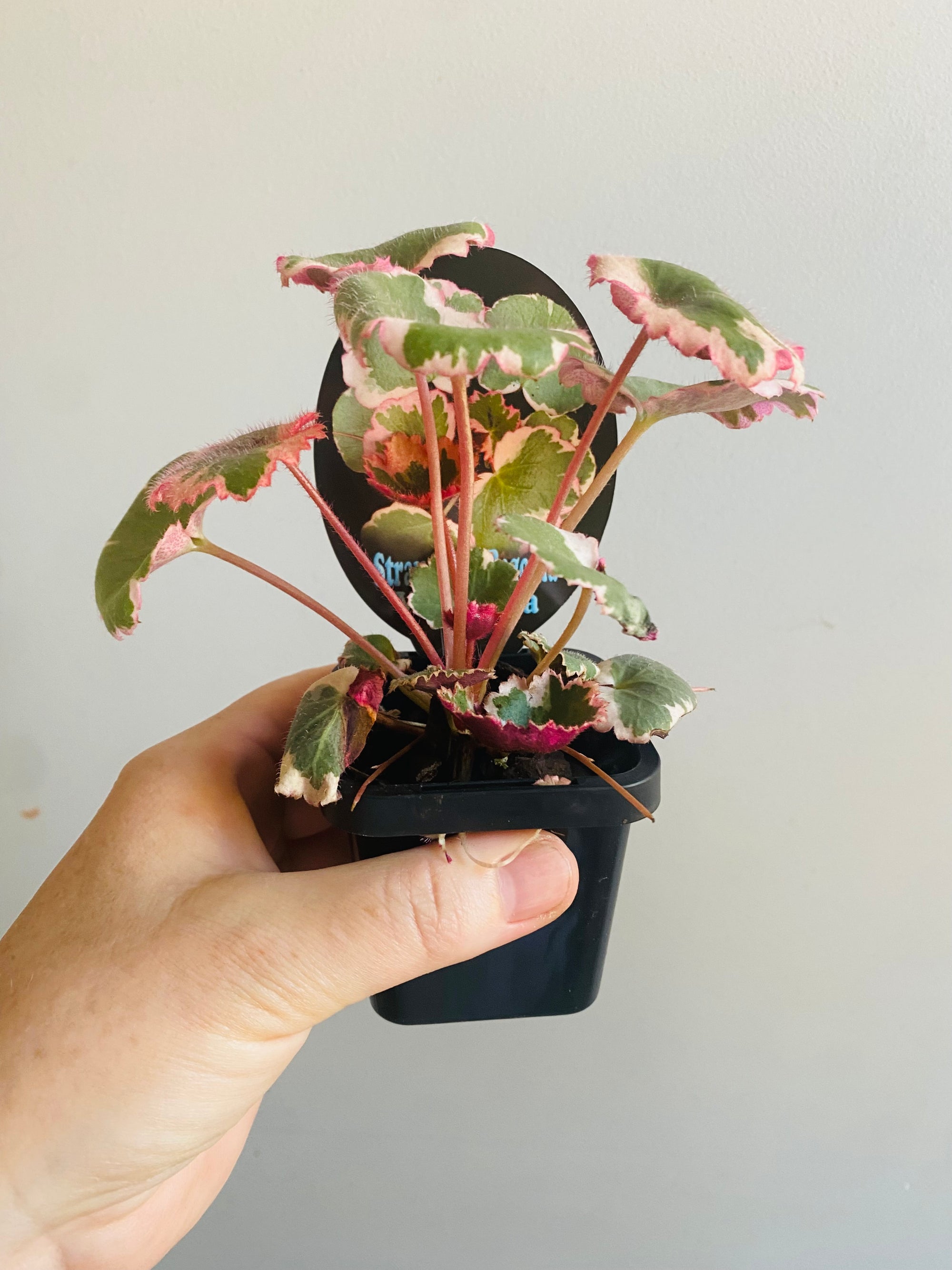 Saxifraga stolonifera 'variegata' - Strawberry Begonia