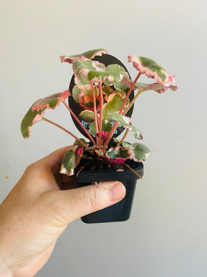 Saxifraga stolonifera 'variegata' - Strawberry Begonia