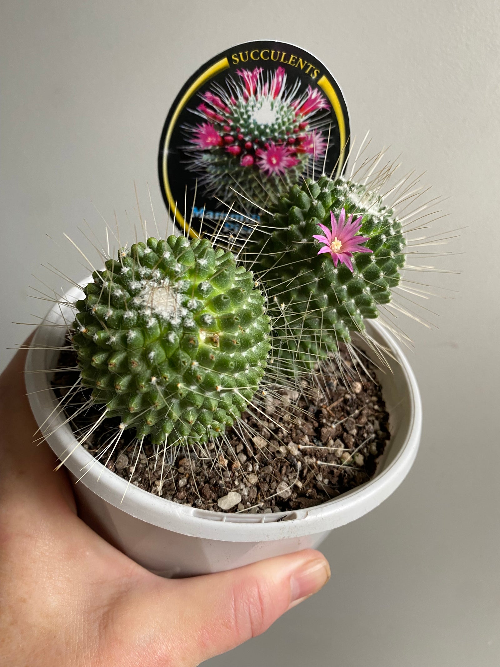 Mammillaria Pico (spinosissima cultivar)