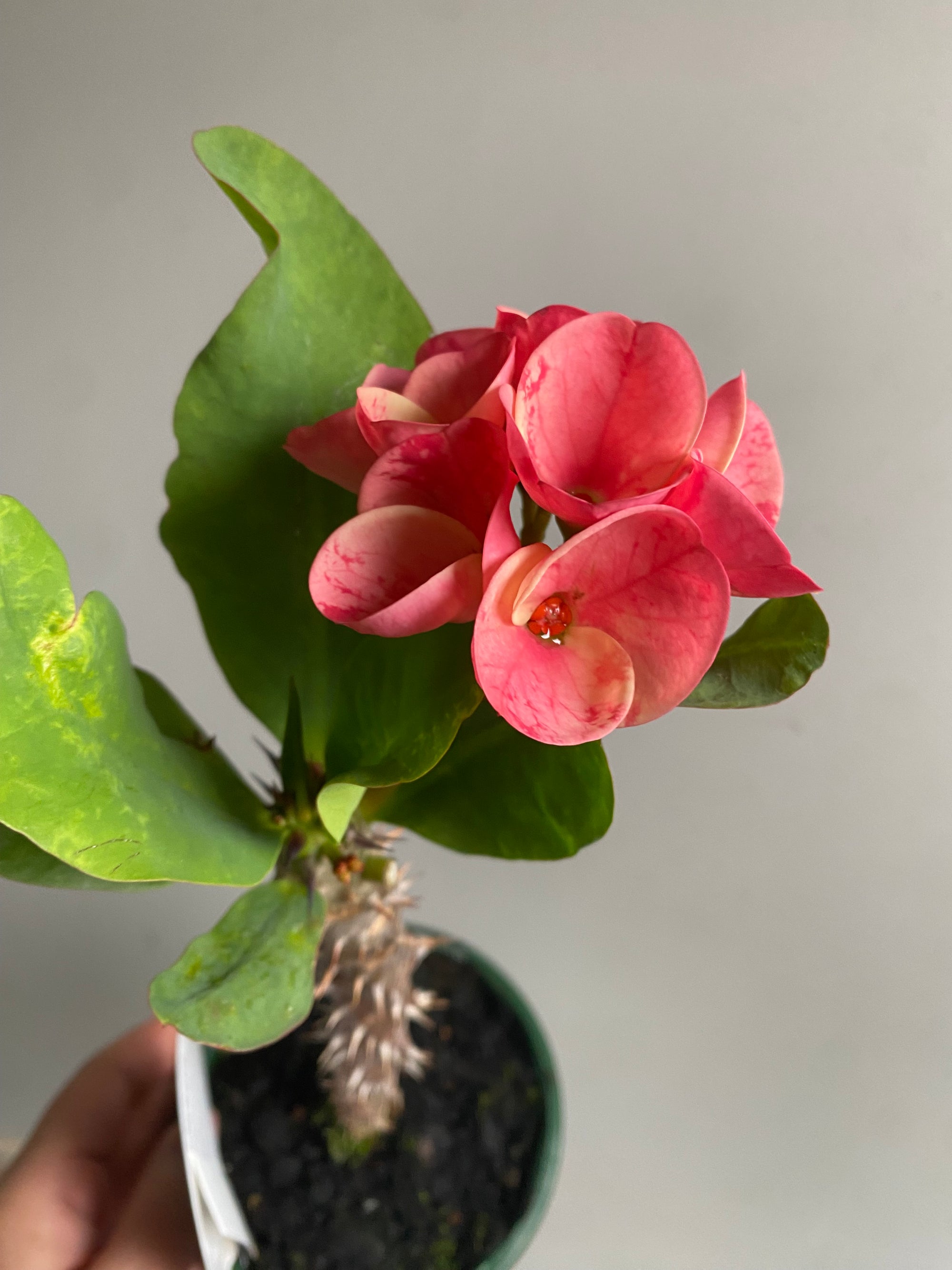 Euphorbia Siam Hybrid - Set Thee-Maung-Chan