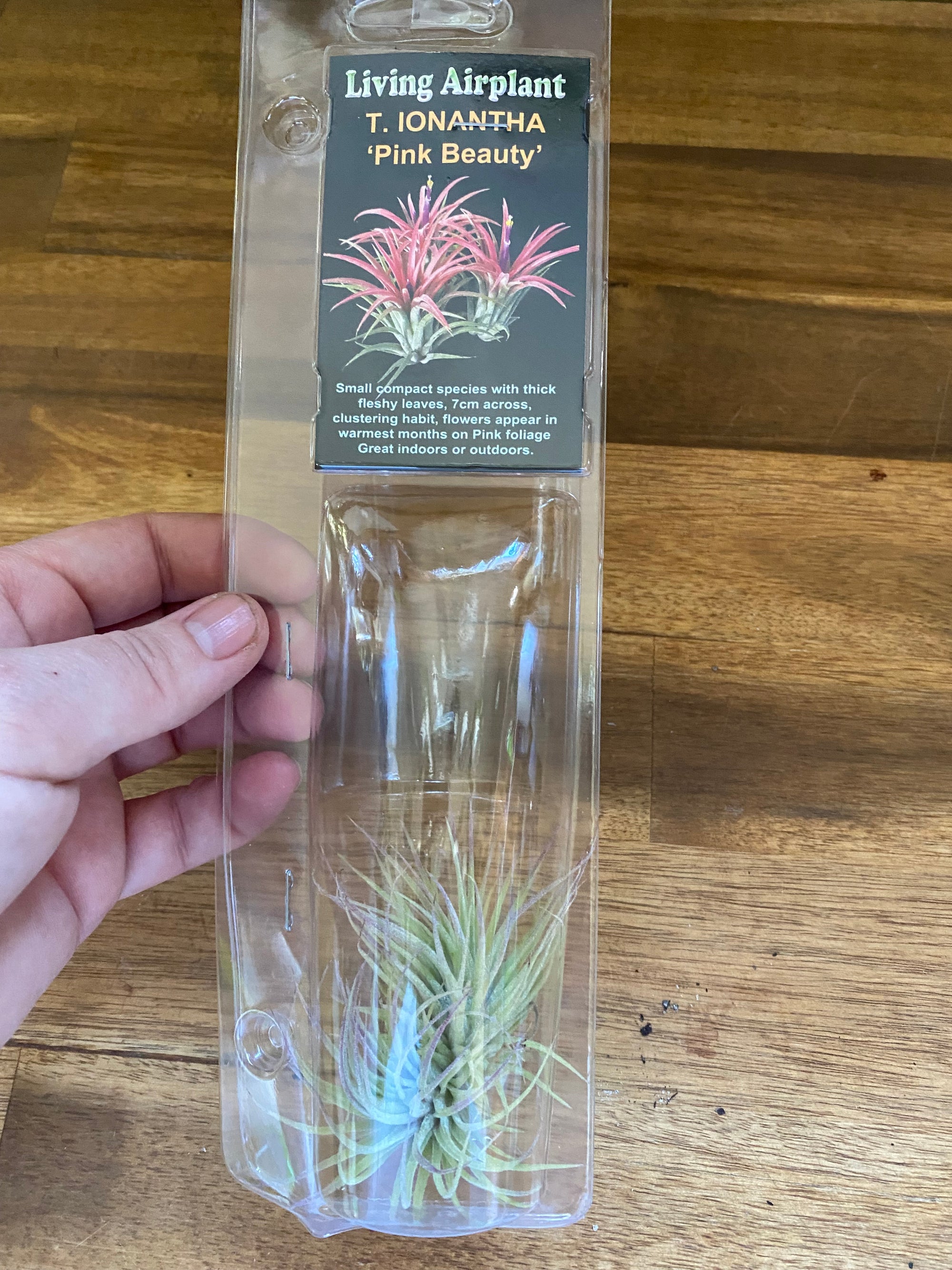 Living Airplant - T. IONANTHA 'Pink Beauty'
