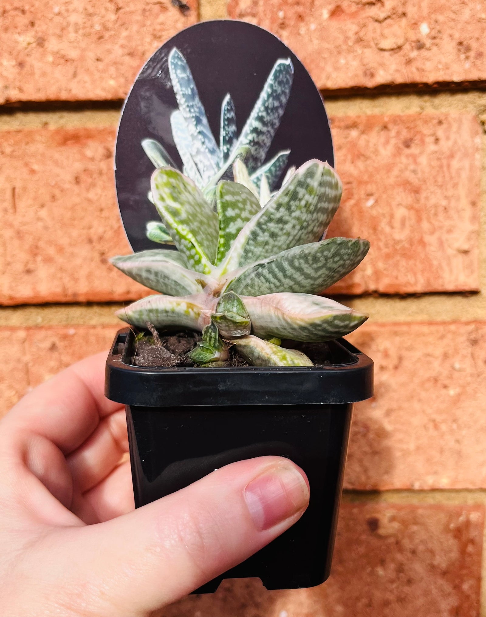 Gasteria variegated NOID