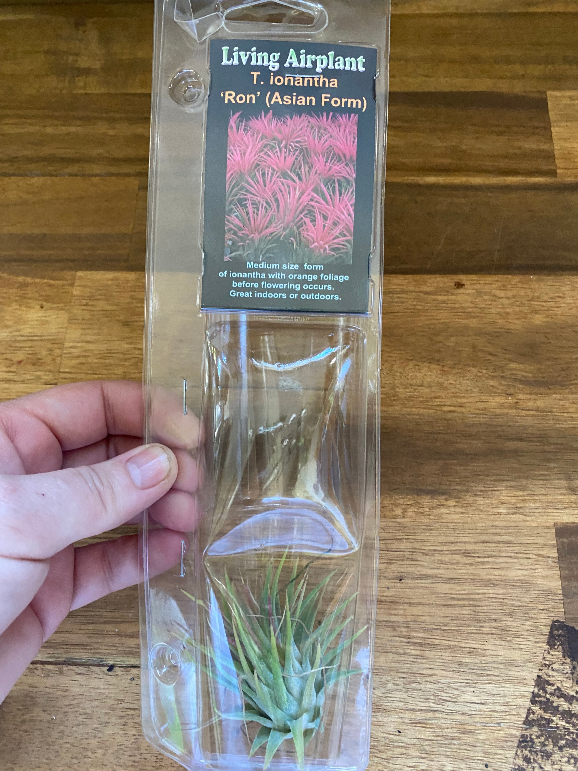 Living Airplant - T. IONANTHA 'RON' (Asian Form)