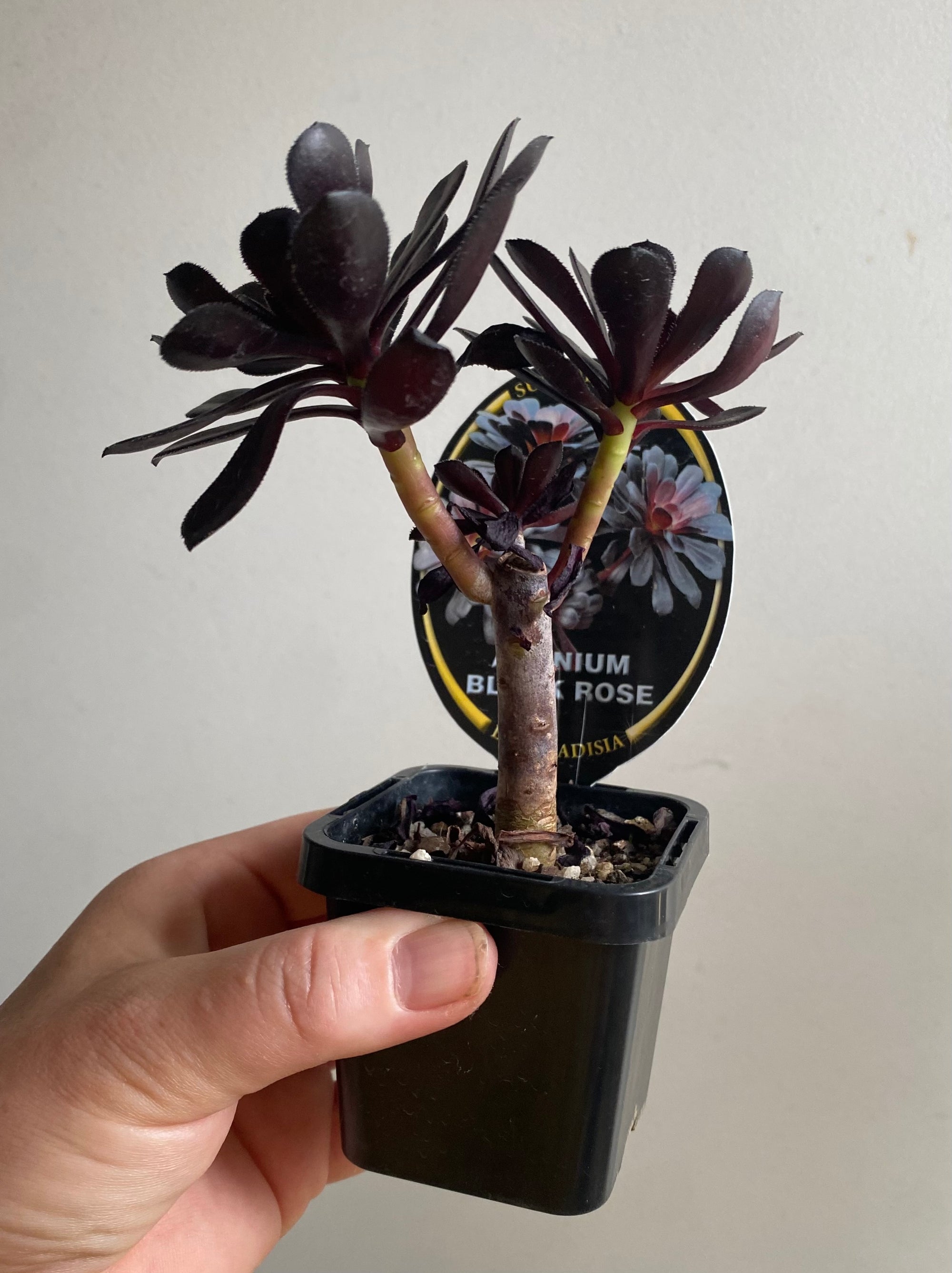 Aeonium atropurpureum nigrum v Schwartzkopf 'Black Rose'