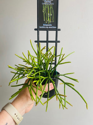 Rhipsalis baccifera ssp. Mauritiana - Mistletoe Cactus Collection No. 42