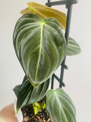 Philodendron melanochrysum