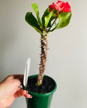 Euphorbia Siam Hybrid - Set Thee-Maung-Chan
