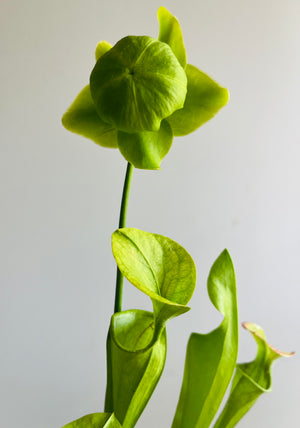 Sarracenia oreophila