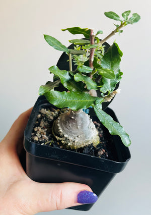 Fockea edulis - The Fat Plant aka Hottentot Bread