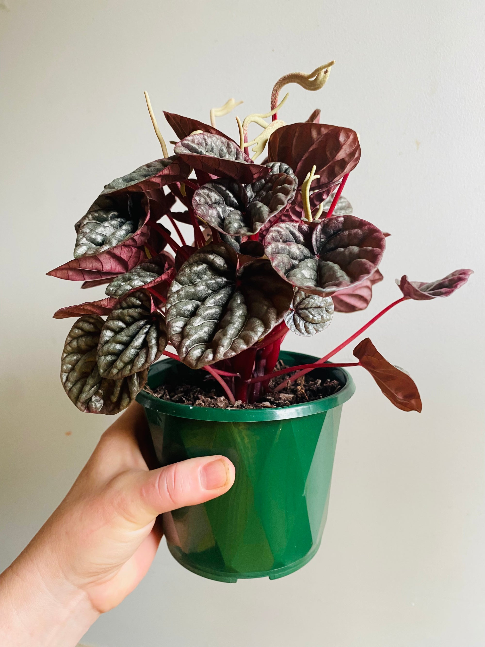 Peperomia caperata - Schumi Silver