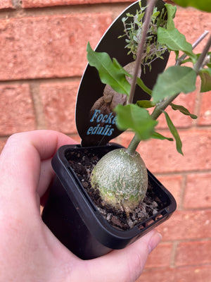 Fockea edulis - The Fat Plant aka Hottentot Bread