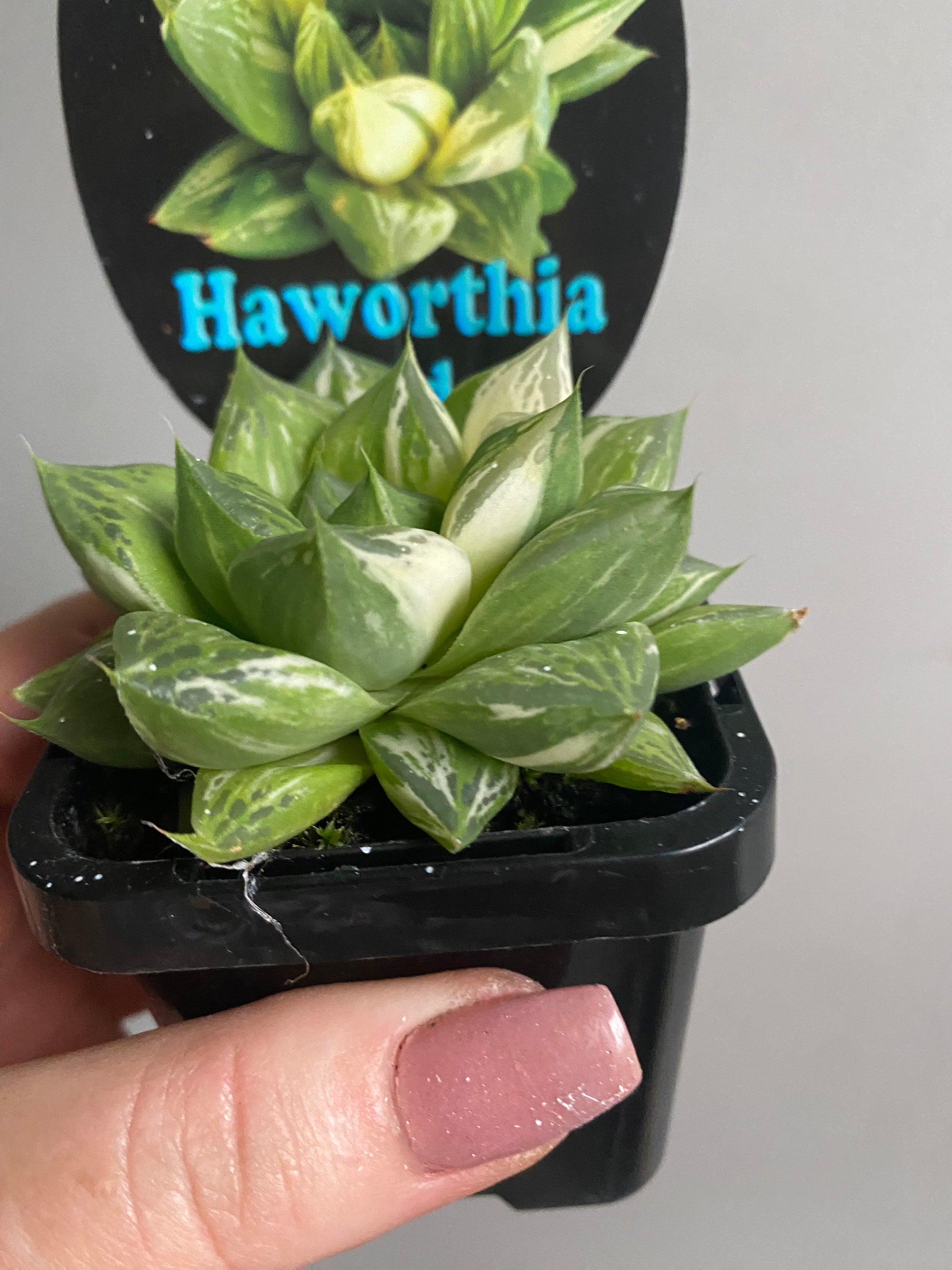 Haworthia cuspidata variegata