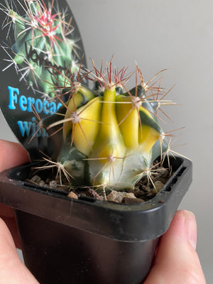 Ferocactus wislizeni variegata