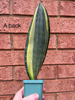 Sansevieria masoniana variegata 'Whale Fin'
