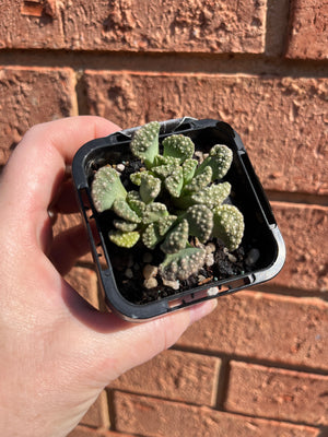 Titanopsis spp.