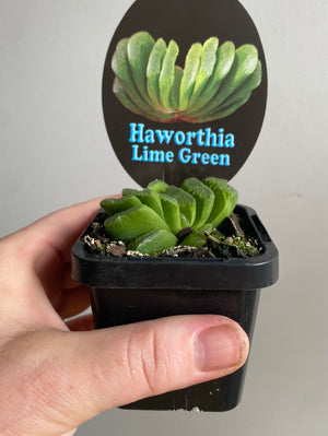 Haworthia truncata cv 'Lime Green'