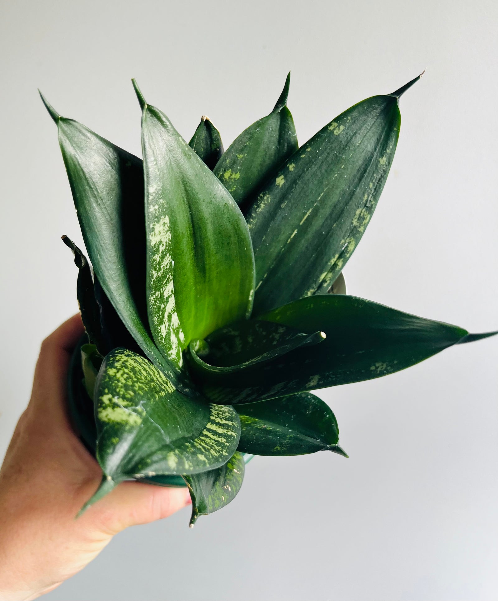 Sansevieria trifasciata c.v. Dwarf Whitney
