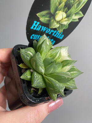 Haworthia cuspidata variegata