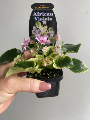 African Violet - N. Robinson