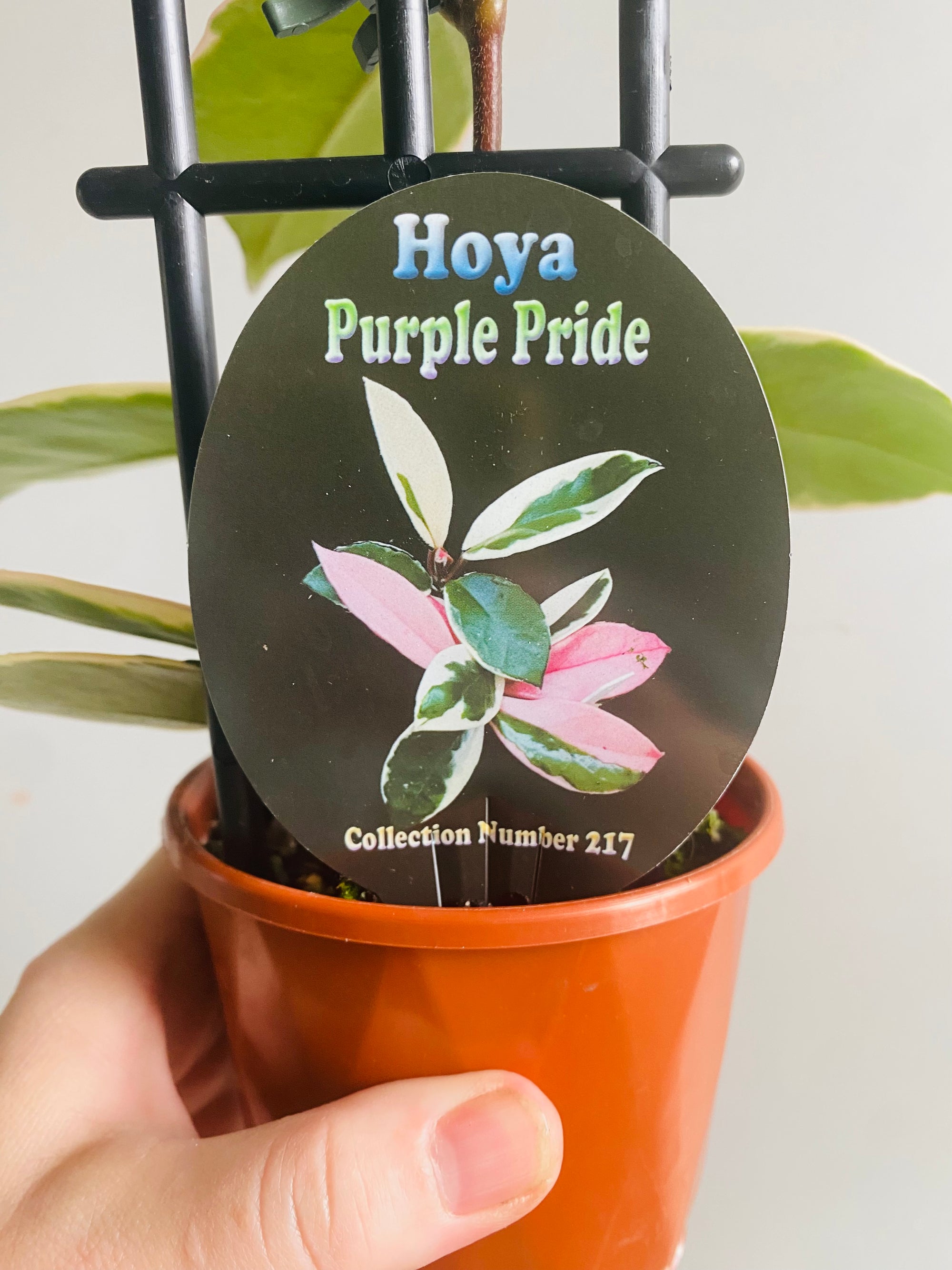 Hoya - Carnosa variegata ‘Purple Pride’ Collection No. 217