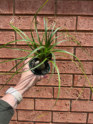 Beaucarnia recurvata 'Ponytail Palm'