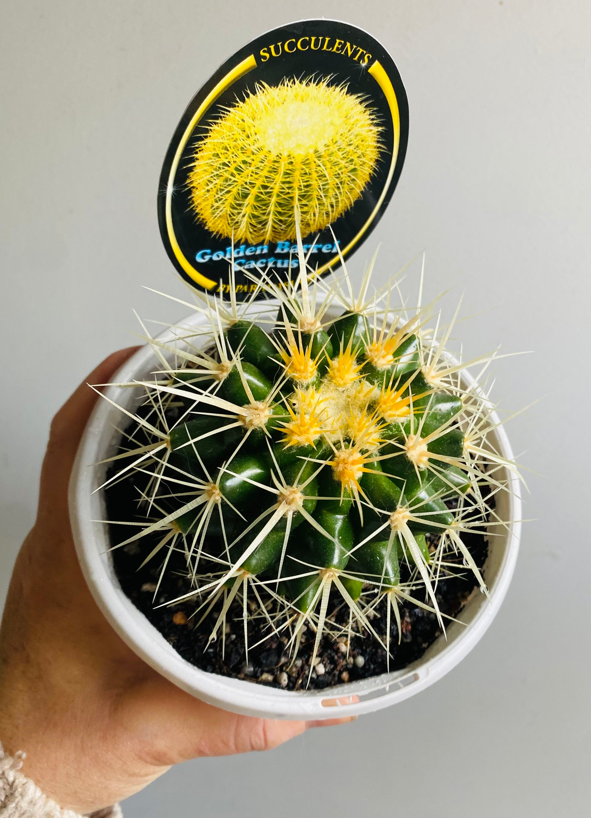 Golden Barrel Cactus - Echinocactus grusonii