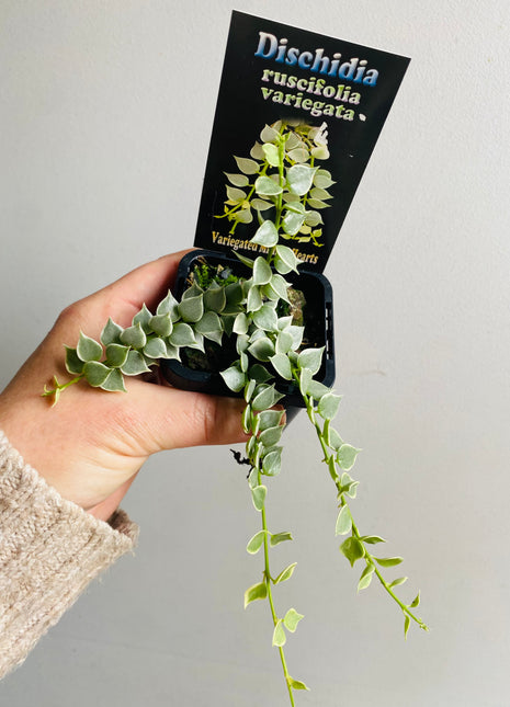 Dischidia ruscifolia variegata - Variegated Million Hearts