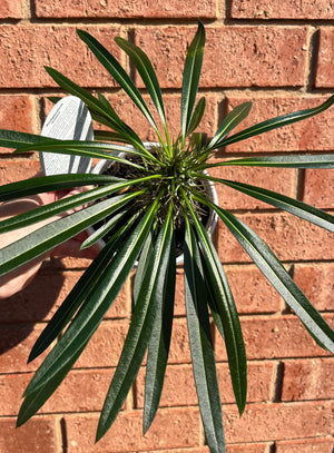 Pachypodium lamerei 'Madagascar Palm'