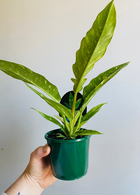 Philodendron serratum ‘Ring of Fire'