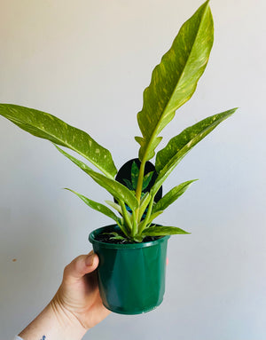 Philodendron serratum ‘Ring of Fire' *Sale Stock Smaller than Stock Photos*
