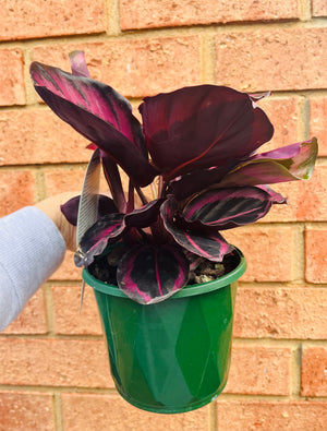 Calathea - Red Mojo