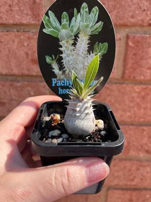 Pachypodium horombense