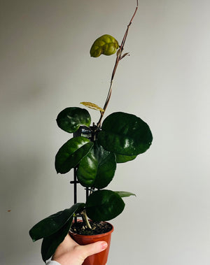 Hoya - Fungii Collection No. 24