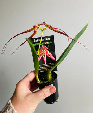Bulbophyllum wendliandianum