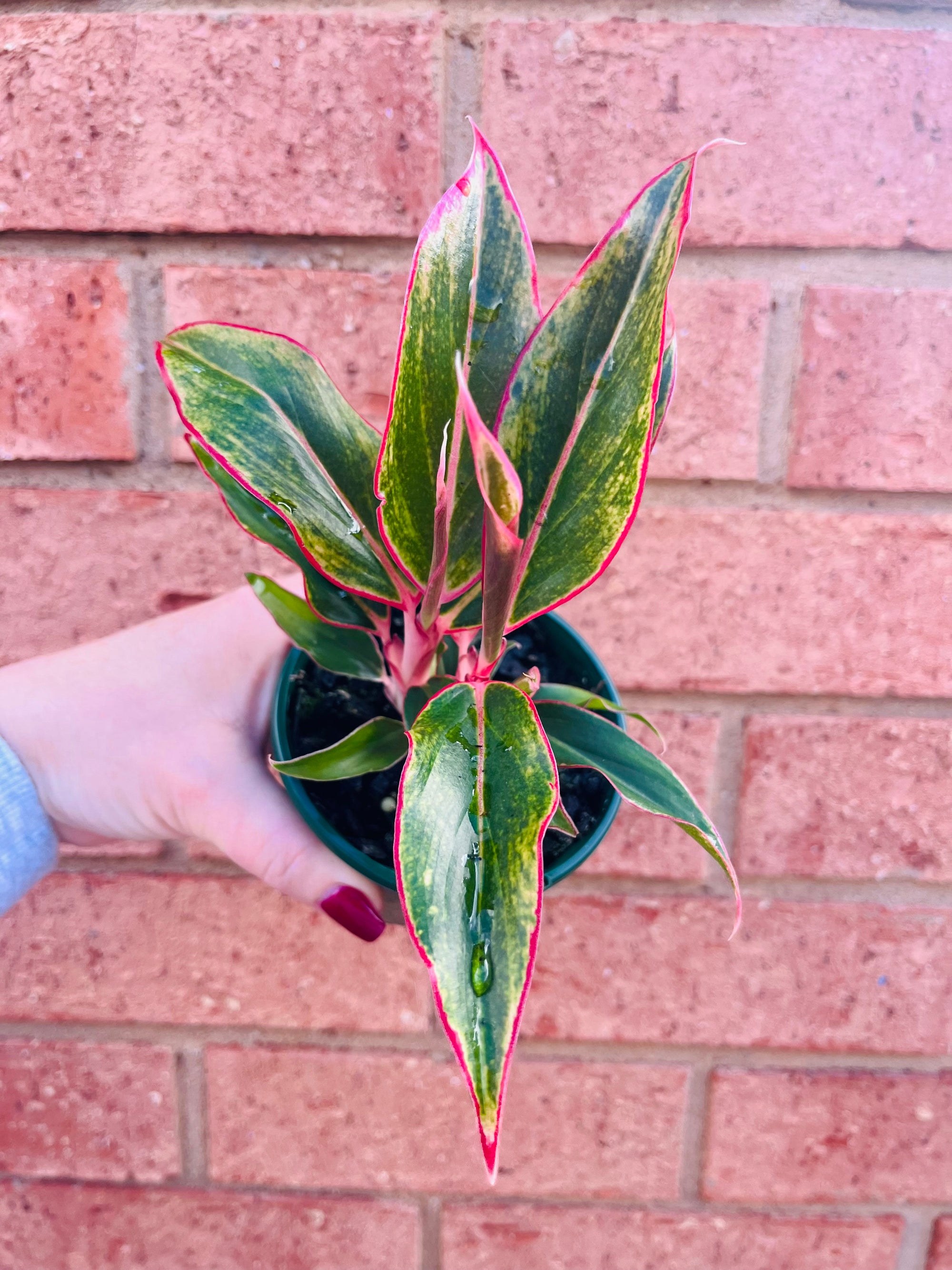 Aglaonema 'Siam Aurora' - Chinese Evergreen Plants