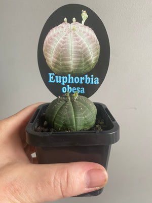 Euphorbia obesa