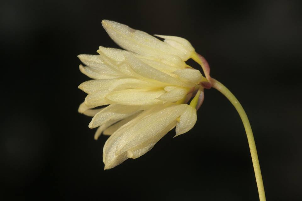 Bulbophyllum purpuracens