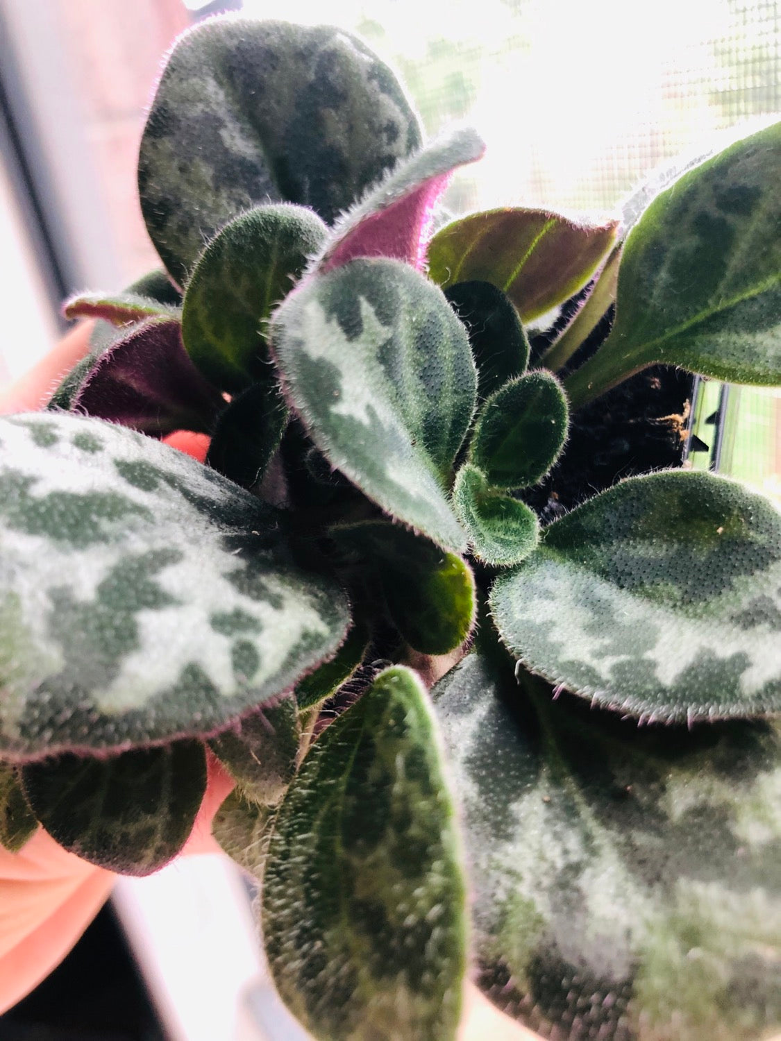 African Violet - Primulina Yungfuensis